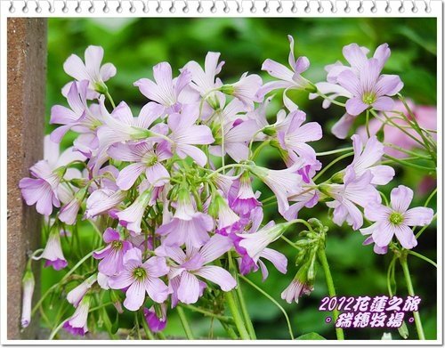 2012花蓮之旅~~瑞穗牧場%26;公正街包子09.jpg