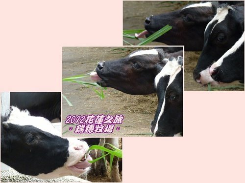 2012花蓮之旅~~瑞穗牧場%26;公正街包子12.jpg