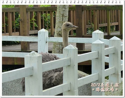 2012花蓮之旅~~瑞穗牧場%26;公正街包子17.jpg