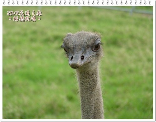 2012花蓮之旅~~瑞穗牧場%26;公正街包子18.jpg