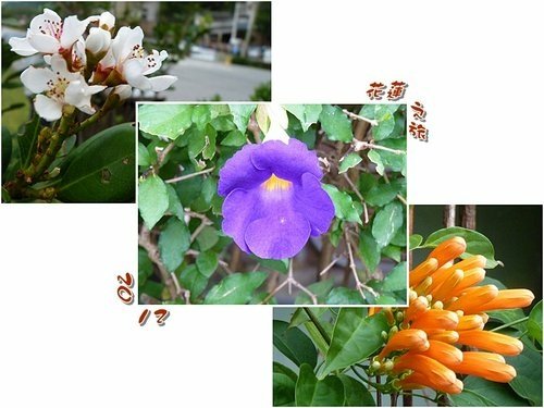 2012花蓮之旅~~瑞穗牧場%26;公正街包子21.jpg