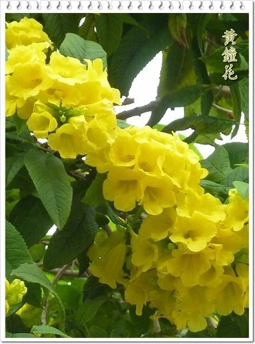 2012黃鐘花%26;孤挺花02.jpg