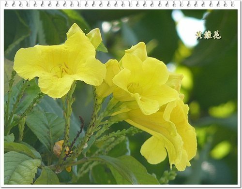 2012黃鐘花%26;孤挺花04.jpg