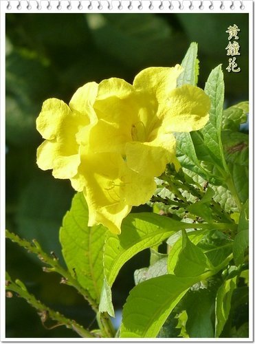 2012黃鐘花%26;孤挺花05.jpg