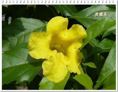 2012黃鐘花%26;孤挺花09.jpg
