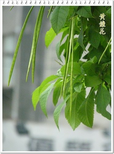 2012黃鐘花%26;孤挺花10.jpg