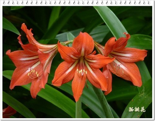 2012黃鐘花%26;孤挺花11.jpg