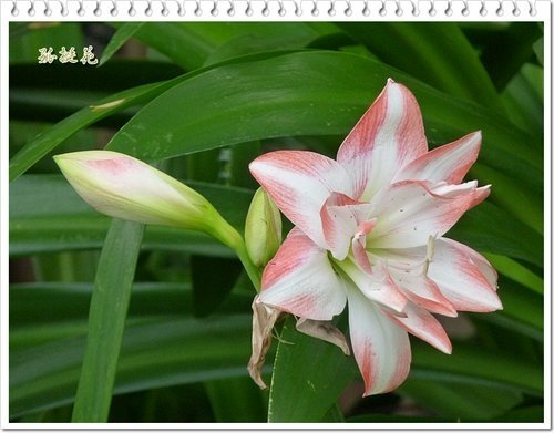 2012黃鐘花%26;孤挺花12.jpg