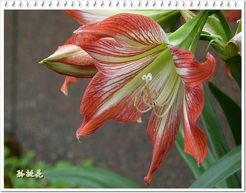 2012黃鐘花%26;孤挺花13.jpg