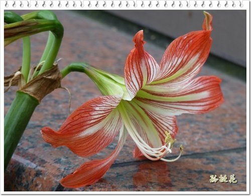 2012黃鐘花%26;孤挺花14.jpg