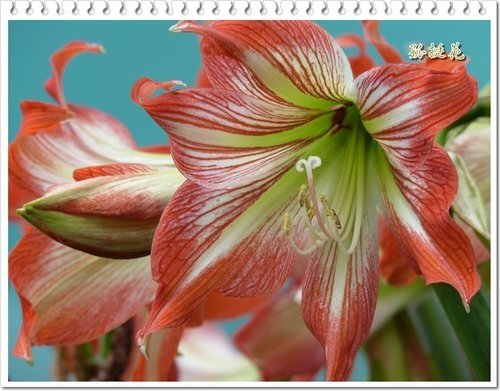 2012黃鐘花%26;孤挺花16.jpg
