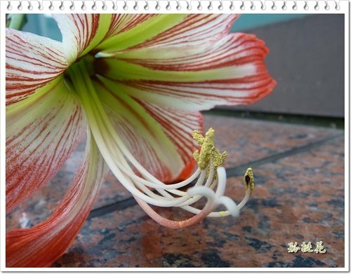 2012黃鐘花%26;孤挺花15.jpg