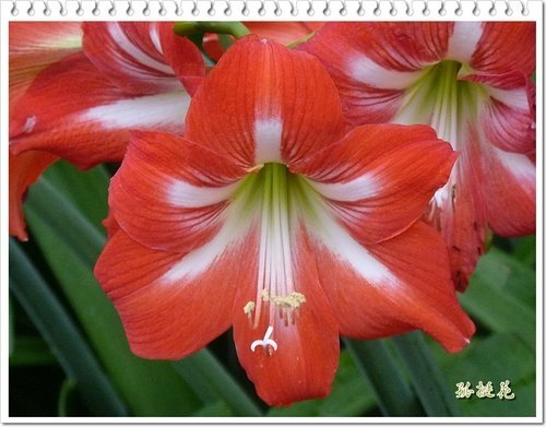 2012黃鐘花%26;孤挺花17.jpg