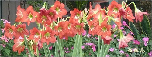 2012黃鐘花%26;孤挺花18.jpg