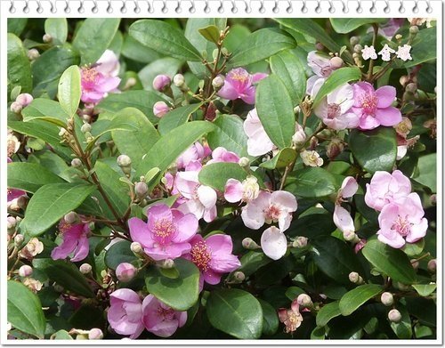 2012桃金孃06.jpg