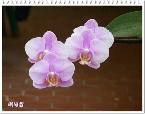 小花園的蝴蝶蘭 開花了11.jpg