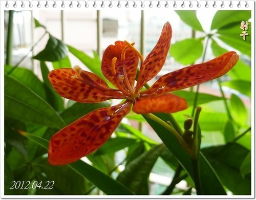 一朵花的射干%26;只開花不結果的唐棉06.jpg