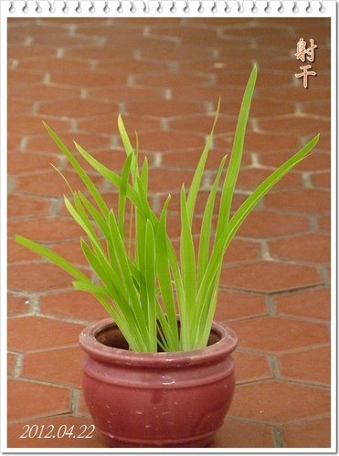 一朵花的射干%26;只開花不結果的唐棉07.jpg