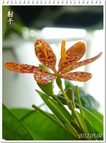 一朵花的射干%26;只開花不結果的唐棉08.jpg