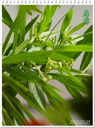 一朵花的射干%26;只開花不結果的唐棉09.jpg