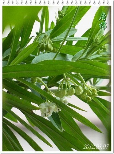 一朵花的射干%26;只開花不結果的唐棉10.jpg