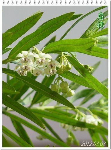 一朵花的射干%26;只開花不結果的唐棉11.jpg