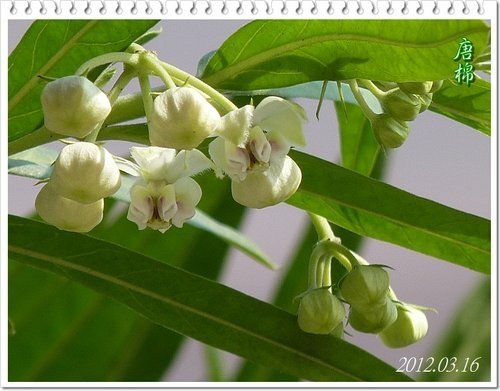 一朵花的射干%26;只開花不結果的唐棉12.jpg