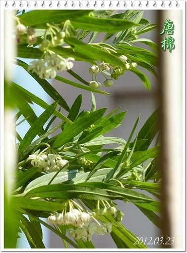 一朵花的射干%26;只開花不結果的唐棉13.jpg