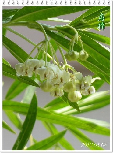 一朵花的射干%26;只開花不結果的唐棉14.jpg