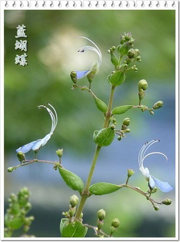2012藍蝴蝶%26;黃蝴蝶花02.jpg