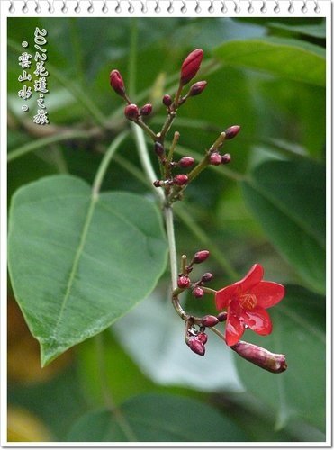 2012花蓮之旅~雲山水(上)03.jpg