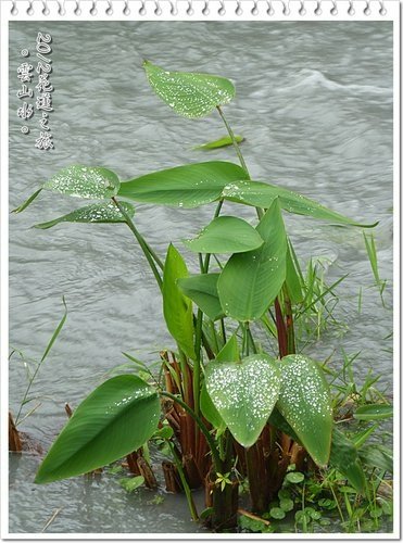 2012花蓮之旅~雲山水(上)11.jpg
