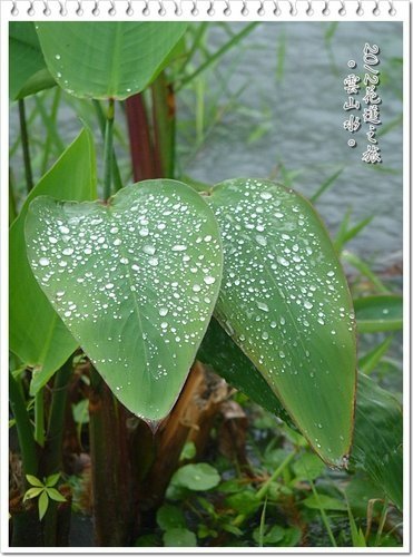 2012花蓮之旅~雲山水(上)12.jpg