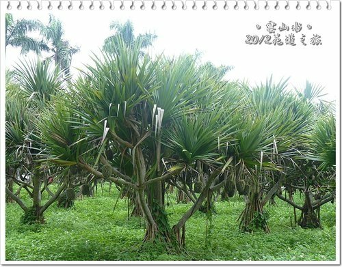 2012花蓮之旅~雲山水(上)24.jpg