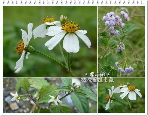 2012花蓮之旅~雲山水(下)37.jpg