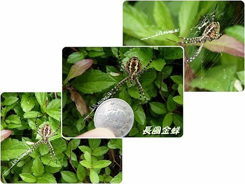 2012紅樹林-淡水散步03.jpg