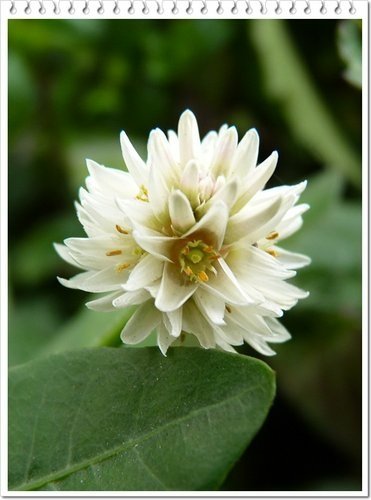 2012紅樹林-淡水散步05.jpg