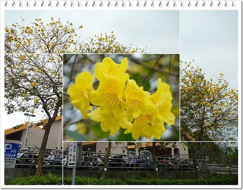 2012紅樹林-淡水散步14.jpg