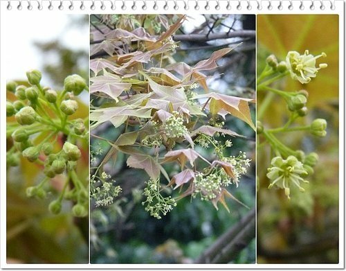 2012紅樹林-淡水散步15.jpg