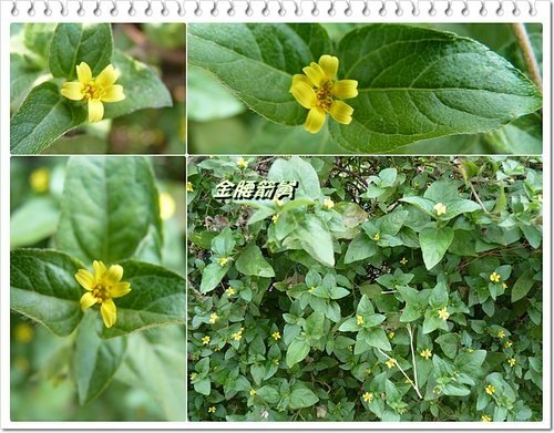 2012紅樹林-淡水散步21.jpg