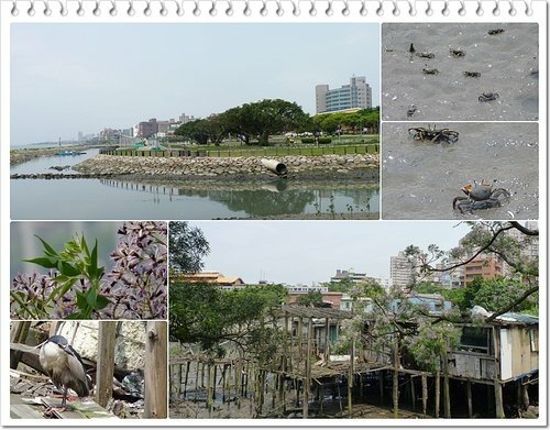 2012紅樹林-淡水散步26.jpg