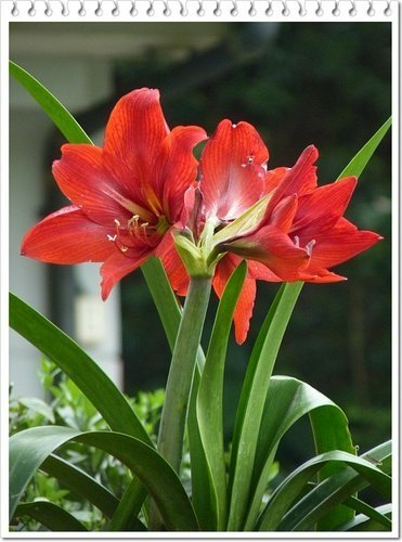2012紅樹林-淡水散步40.jpg