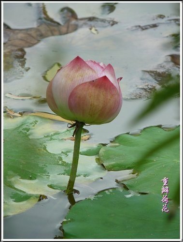 小公園的夏荷38.jpg