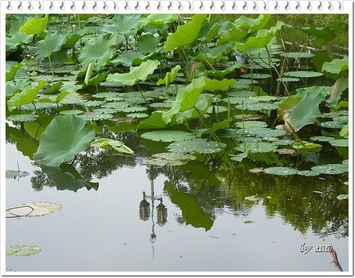 疏洪荷花公園01.jpg