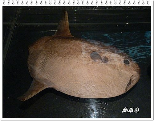 吹冷氣~看展趣(二)19.jpg