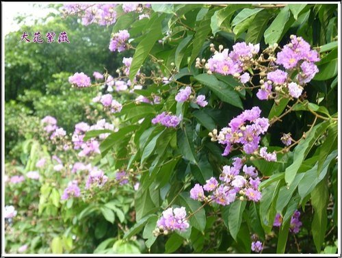 2012大花紫薇02.jpg