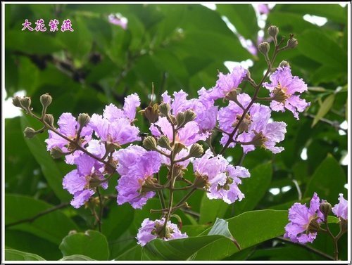 2012大花紫薇04.jpg
