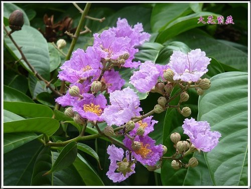 2012大花紫薇05.jpg