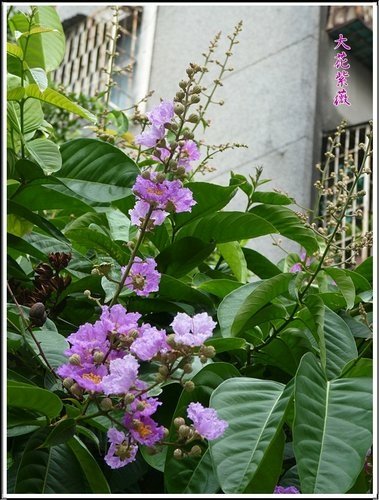 2012大花紫薇06.jpg