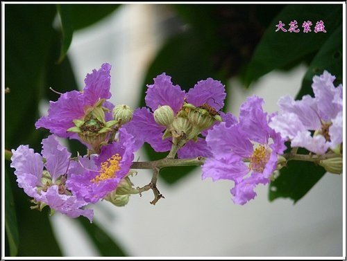 2012大花紫薇07.jpg